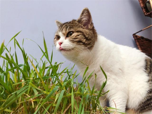 猫救小主人:猫咪新到家如何避免应激反应？ 猫救小主人电影