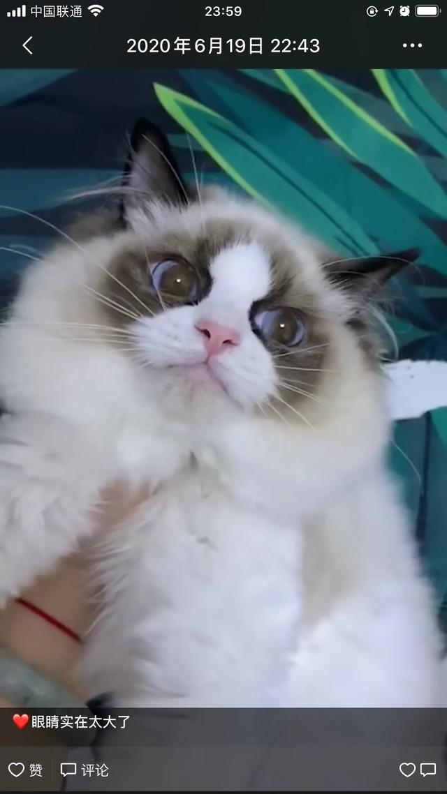 布偶猫吧:有的后院布偶猫为什么比正规猫舍的还好看？