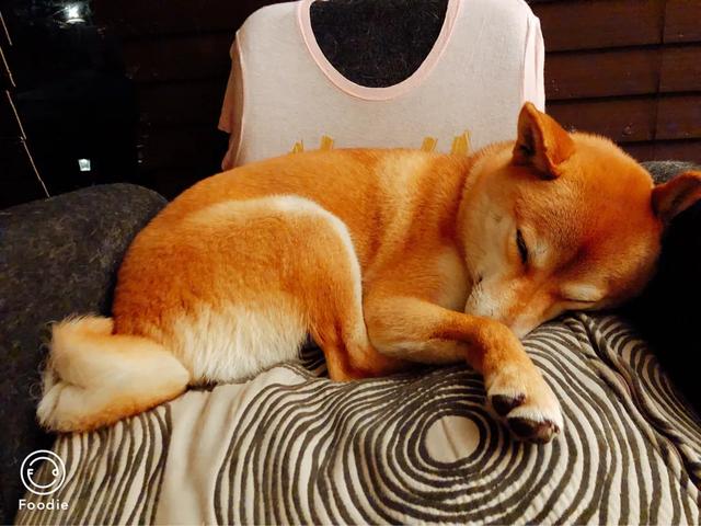 头条问答 柴犬有什么优点值得饲养 18个回答
