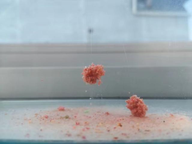 我手秃鹫的活饵:钓鱼用虾肉和蚯蚓哪个好？为何？