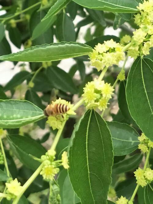 头条问答 - 枣树已经开花还可以带土移栽吗?(9个回答)