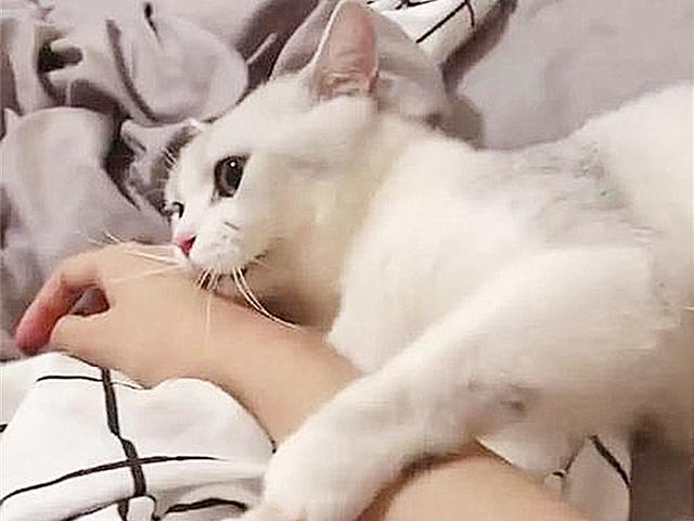 怎么确定猫认主人了 新闻:怎么确定猫认主人了新来家里三天 如何判断一只猫是对你真的有感情，还是只是为了混一口饭吃？