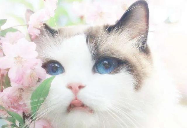布偶猫吧 很瘦:布偶的胃是不是特别娇贵啊，注意什么？ 布偶猫很瘦怎么办