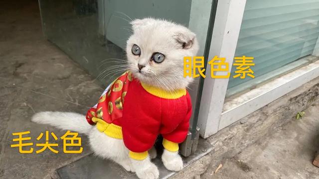 猫咪品种大全以及图片:新手第一次养猫，建议田园猫还是品种猫？