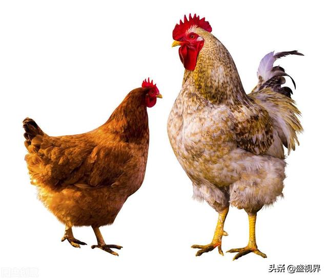 豆蔻街(谁知道河南滑县道口烧鸡哪一家最正宗？