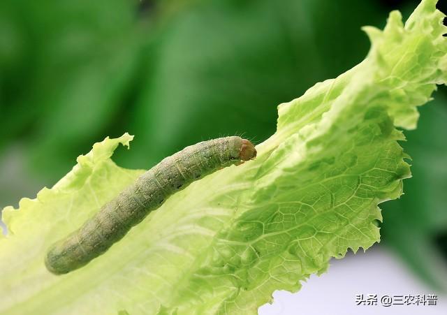 头条问答 萝卜白菜上的菜青虫猖獗 又不想打农药 有什么土办法能防治菜青虫 三农科普的回答 0赞