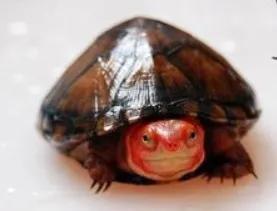 红面蛋龟:红面蛋龟需要24小时灯光照射吗？