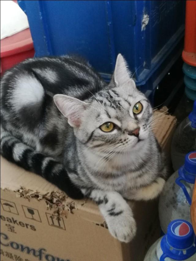 我们家猫,总是不停的用塞腮帮子蹭我手,是有寄生虫吗？