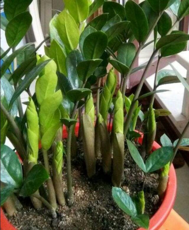 金钱树开花期能换盆土吗