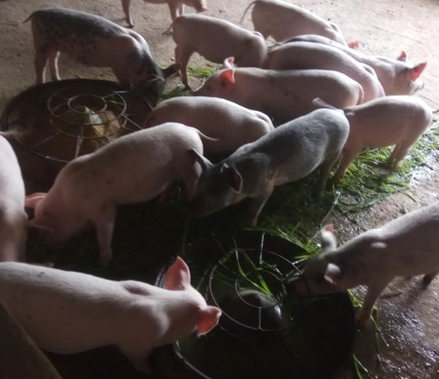自繁自养的小猪,可以养,现在外购的小猪,猪苗价格高,不建议养小猪