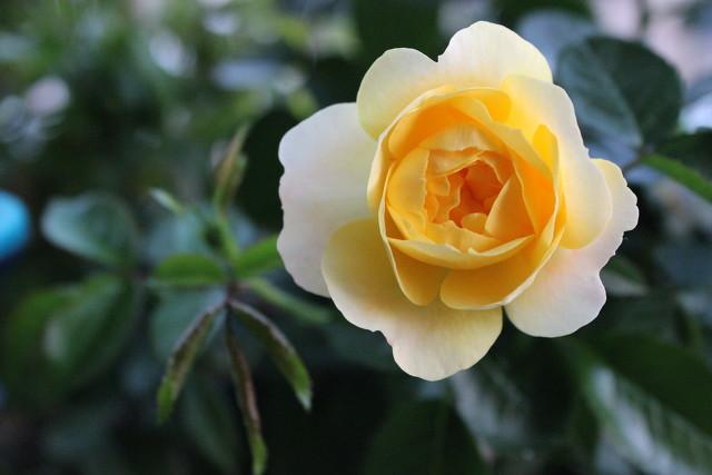 月季花品种介绍:月季花的品种都有哪些 盆栽月季花用什么品种好？