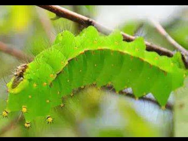 头条问答 我种的杏树有虫吃叶子怎么办 我从山中来的回答 0赞