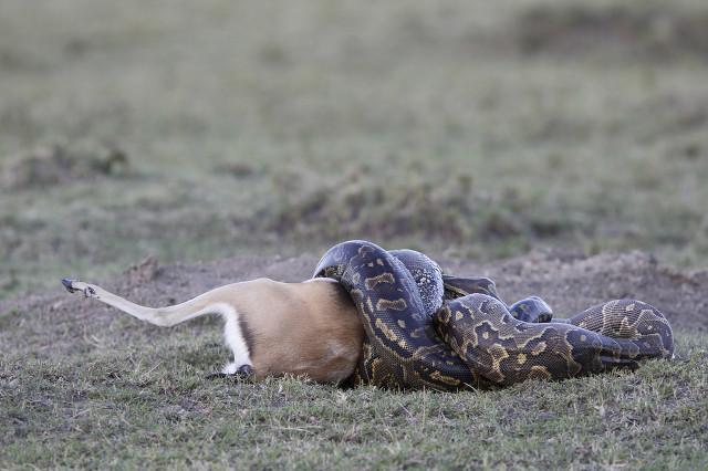 贵州挖出4吨大蛇 山洞，世界上最大的蛇有多长蛇能大到什么程度