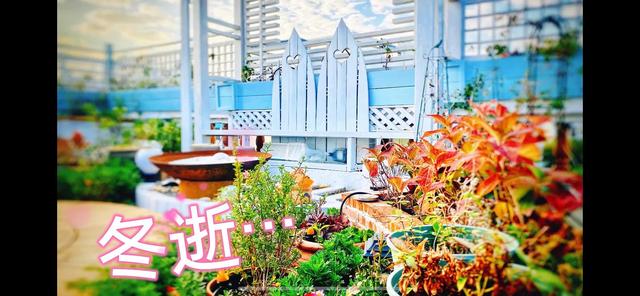 我家住在顶楼，最近想在楼顶搞一个空中花园，能否请大家提供好思路？插图76