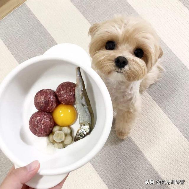 约克夏狗食配方:约克夏的毛稀少，应该怎么应对？