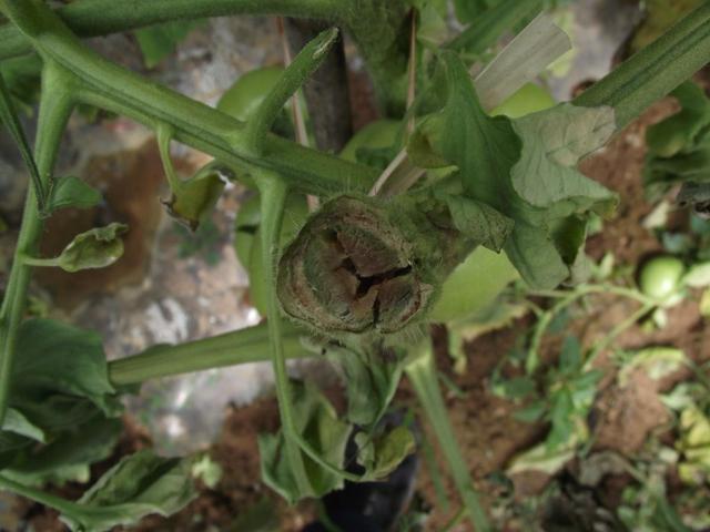 鸟眼辣椒:番茄溃疡病有什么危害？怎样防治？