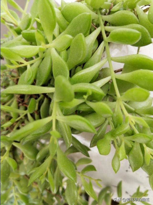 巴西龙骨受冻图片:请各位老师看看我的龙骨截顶后，一个多月了不发芽？
