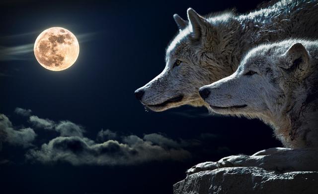 狗和狼的DNA一样吗？插图33