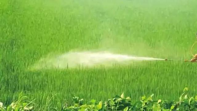 锈壁虱用何种药:可以给柑橘幼果用阿维菌素吗？
