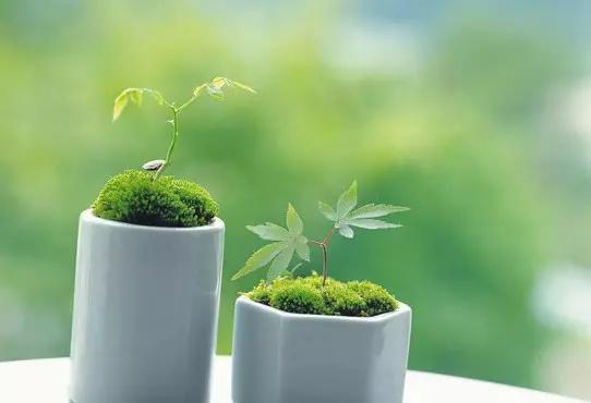 奶茶mm资料:章泽天为什么要起诉知乎？