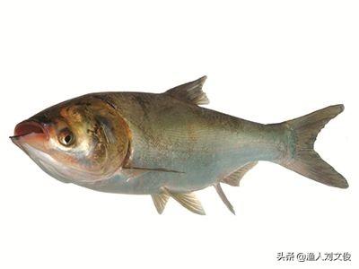 观赏鱼图片大全:跟大鱼说说，那条给你留下“最深”印象的鱼？ 海水观赏鱼品种大全