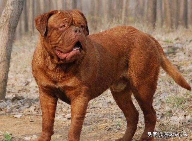 马士提夫獒犬比特犬:世界上的四大金刚猛犬是哪四种狗？为什么？