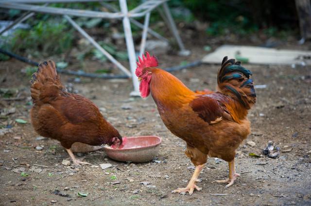 绿幽灵和什么属相犯冲,属蛇的人最怕和什么属相结婚？