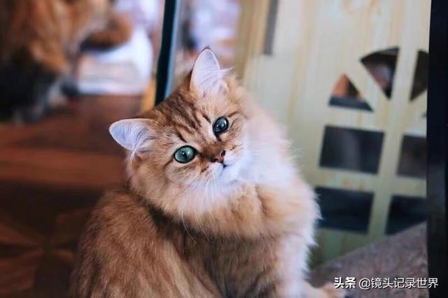 宠物图片:宠物图片大全可爱 如何拍摄展现飞禽走兽及家养宠物活泼可爱？