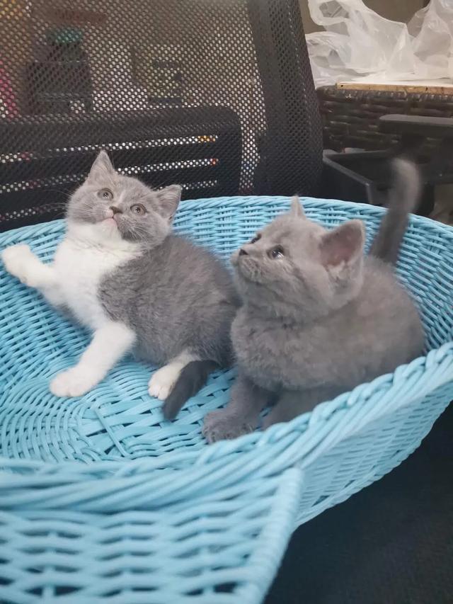蓝猫:想养一只蓝猫，在哪里买合适？