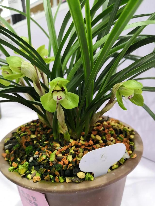 对于天价兰花你有什么看法