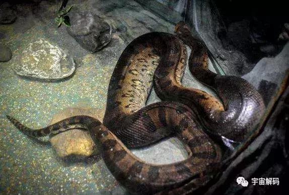 古代最大的蛇图片