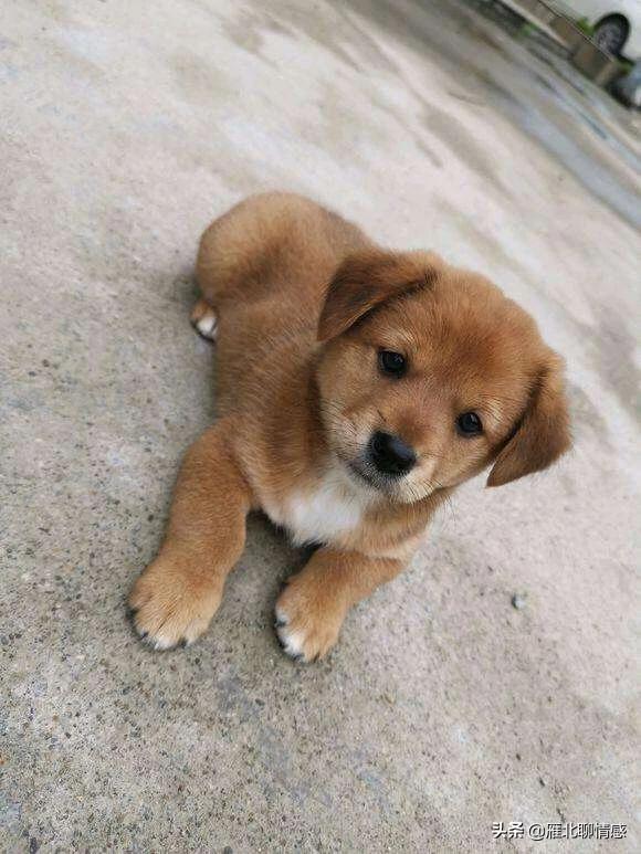 中华短腿土狗价格:中华田园犬为什么越来越少人养？