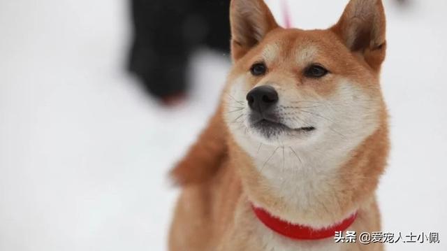 盛来知老年犬粮:老年人养狗有什么样的好处？ 盛来知老年犬粮怎么样