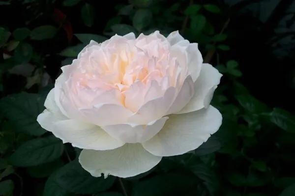 最香的几款月季品种是什么？插图146