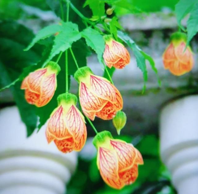 头条问答 - 宫廷灯笼花怎么养殖?(33个回答)