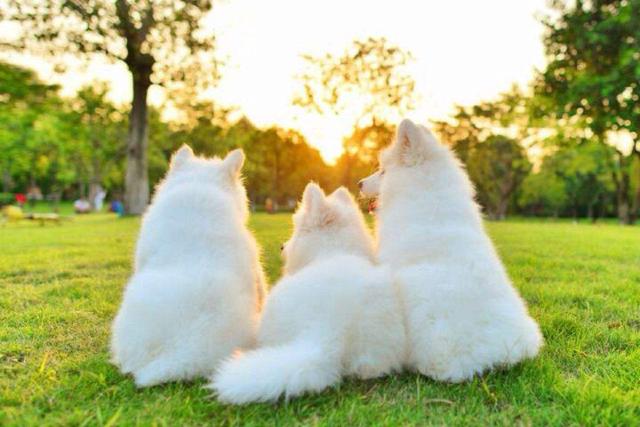 萨摩犬图片大全:你知道萨摩耶有什么缺点吗？