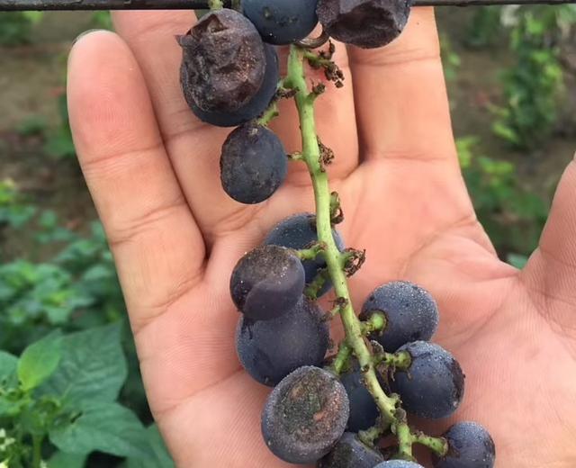 色很久综合在线:大棚藤稔葡萄现在进入转色期，大家有什么好的肥料或药剂推荐吗？
