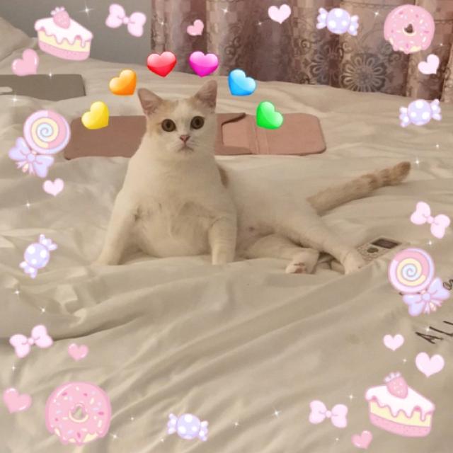 英国短毛猫:为什么现在这么多人养灰色的英国短毛猫？