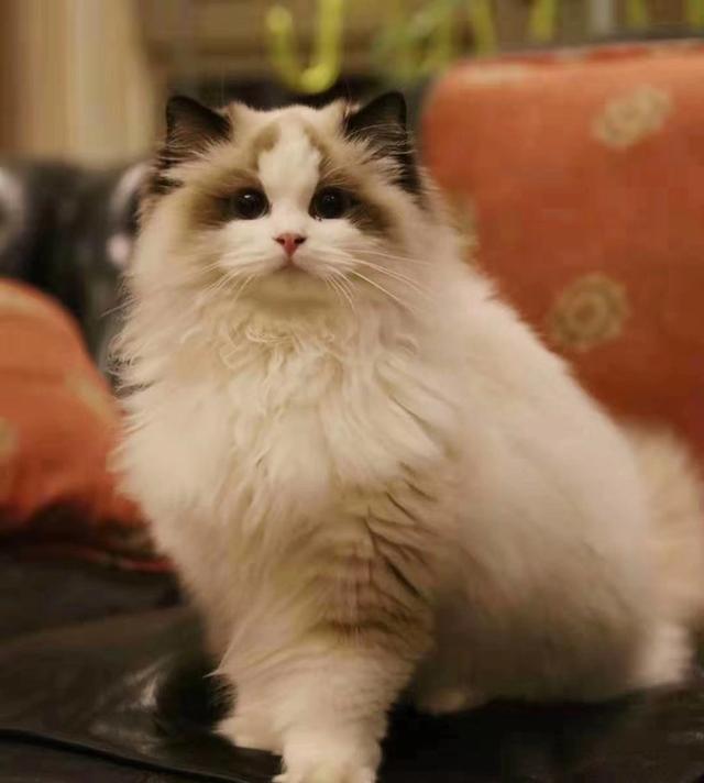 布偶猫多少钱一只:如果你喜欢一只布偶猫，你觉得你要月薪多少你才会买下它？