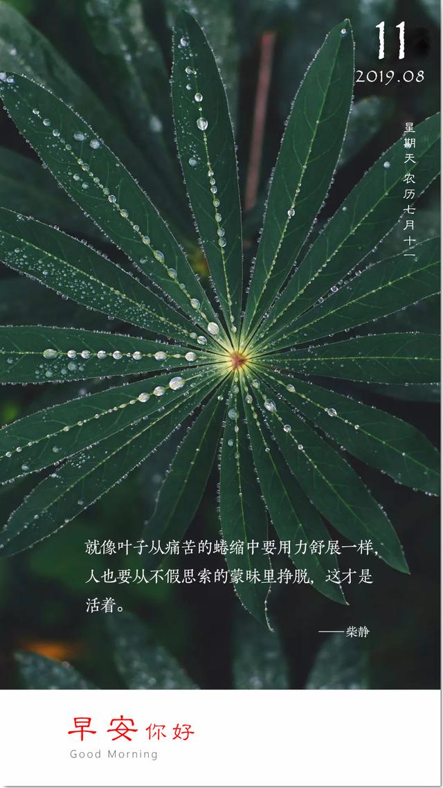 星期天早安图片日签190811：希望你有自己的超能力，不会被生活打败