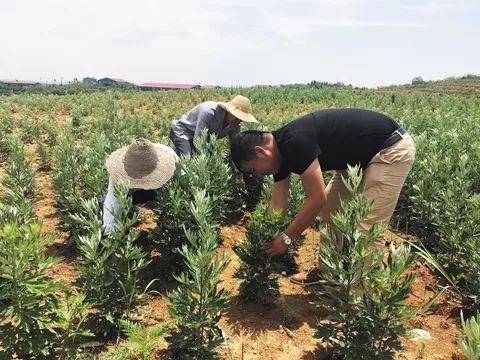 农村创业种植药材，农村种植什么药材不愁销路挣钱快