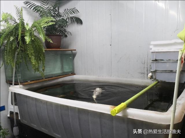 兰寿金鱼怎么养:兰寿金鱼在阳台无暖气，水温十度以下怎么换水？