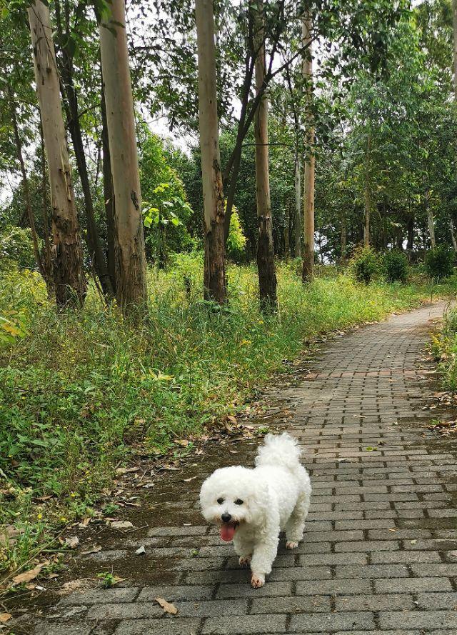 狗狗全家福:晒晒你家的狗子照片或者猫咪照片怎么样，让大家看看可爱不？ 狗狗全家福简笔画
