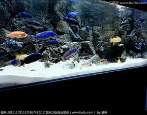 养龙鱼可以造景吗:龙鱼缸能做造景吗 龙鱼可以养在水草生态缸吗？