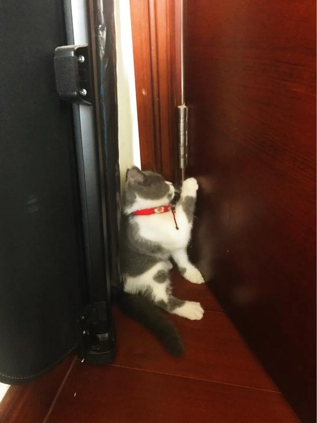 小猫回家:开车带猫咪回家，路上要注意什么？