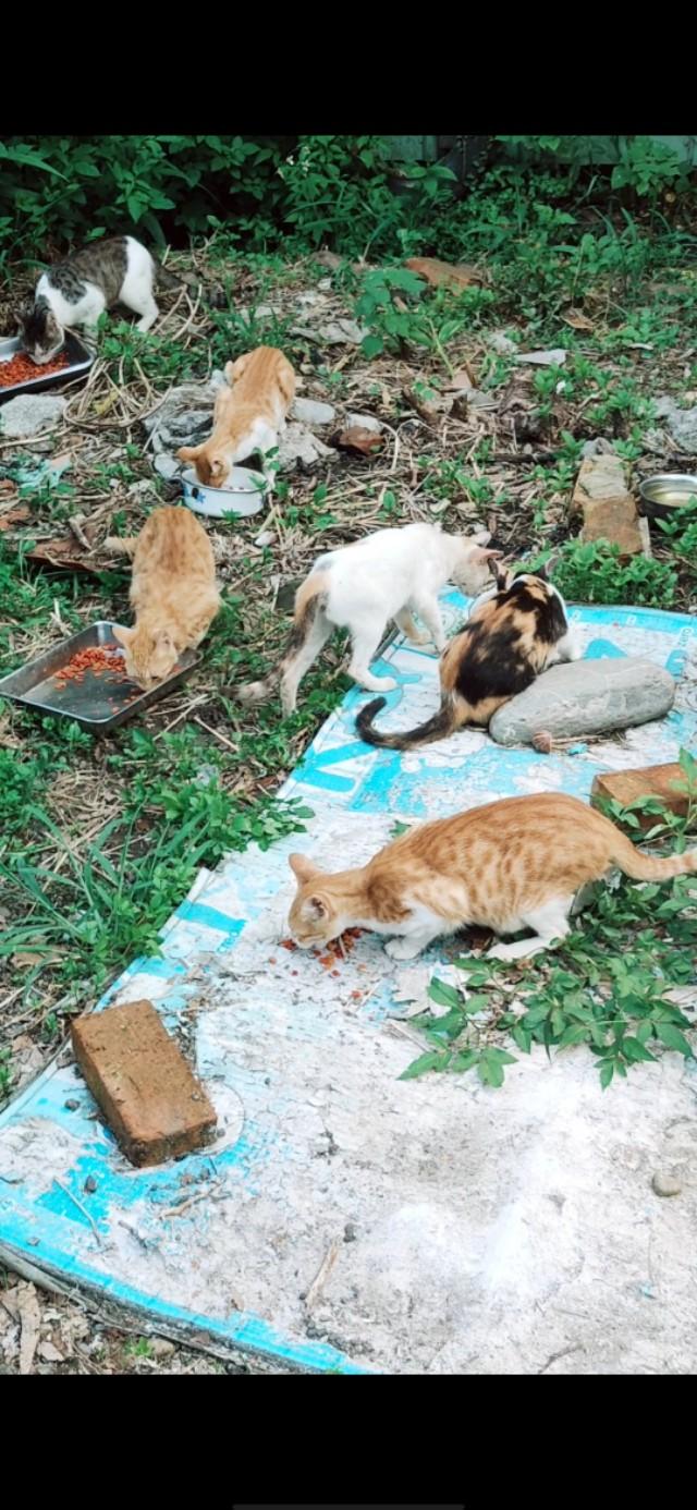 你是怎么和猫相遇并开始养猫的呢？