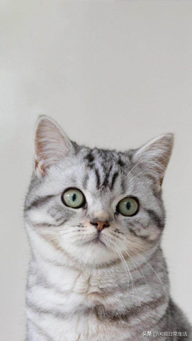 宠物小猫咪的品种:什么猫长不大又美又喜欢跟人互动？
