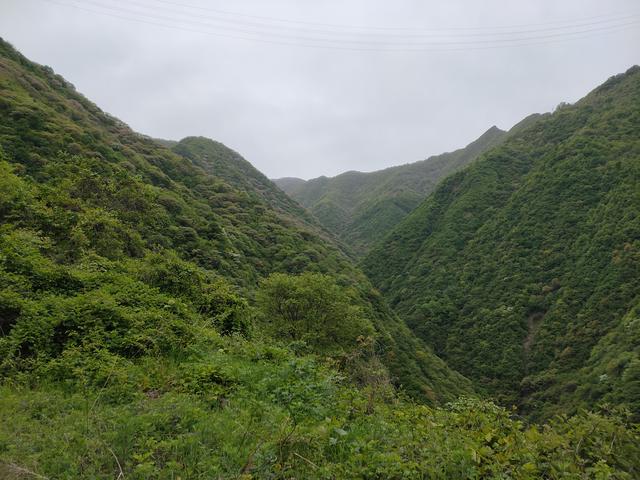 新藤惠美:地里长了许多葛根藤，怎么清除？