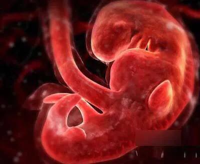 五周大的胎儿图片图片