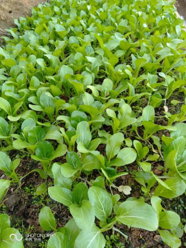 头条问答 - 冬天的季节了,为什么种植的菜心植株还容易腐烂?(3个回答)